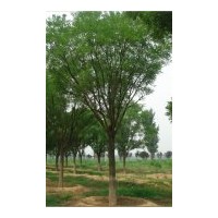 供應(yīng)千頭椿 毛白楊 速生楊 臭椿 速生柳 垂柳 黃柳 合歡 榆樹等各