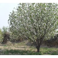 八棱海棠 中國好海棠 富貴吉祥樹