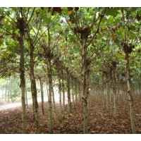 供應(yīng)山東菏澤國(guó)槐 法桐 白蠟