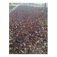 供應(yīng)紫葉水蠟