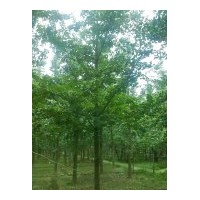 8公分銀杏樹價(jià)格，10公分銀杏樹價(jià)格，15公分銀杏樹價(jià)格