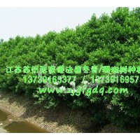 本基地常年優(yōu)惠供應(yīng)法國冬青/珊瑚樹