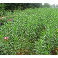 長期低價供應(yīng)夾竹桃 羅漢松、香樟、廣玉蘭、紅花繼木等綠化工程