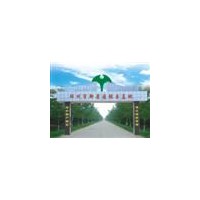 銀杏樹(shù)供應(yīng)