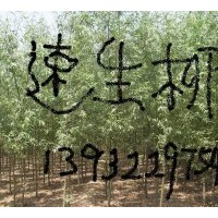 河北速生柳供應(yīng)