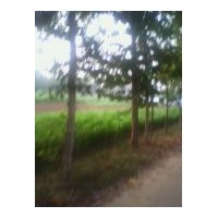 低價出售黃金槐球 毛白楊.國槐.法桐.白蠟.合歡.千頭椿.速生柳.速