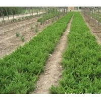 低價供應(yīng)龍柏