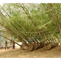 長(zhǎng)期供應(yīng)2-80公分銀杏實(shí)生樹-嫁接樹，法桐，石榴，桂花等綠化苗