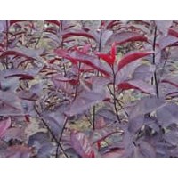 供應(yīng)紫葉李，紫葉矮櫻，大葉女貞。