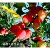 售絢麗海棠、王族海棠、亞當(dāng)海棠、道格海棠芽苗成苗。