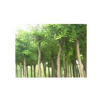 誠意綠化苗木基地供應國槐價格，法桐價格，合歡價格，白蠟價格