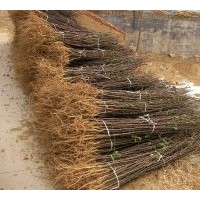 林豪香椿繁育開發(fā)中心：專供香椿苗。 花椒苗，大棚用苗！1000萬