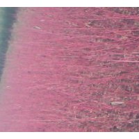 紅瑞木 珍珠梅..西府海棠..紅葉小檗..金葉榆..側(cè)柏..金葉尤..沙