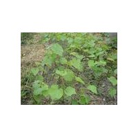 特供山西巨峰葡萄苗 紅提葡萄苗 夏黑葡萄苗 晚紅葡萄苗 葡萄苗扦