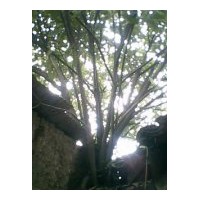 黃角樹，16叢生、