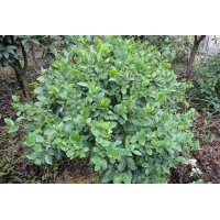 供應(yīng)綠化苗木灌木含笑