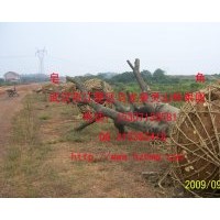 湖北武漢供應(yīng)皂角樹(shù)