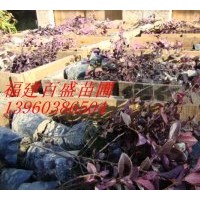 長期出售紅花繼木