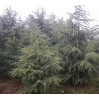 大量供應(yīng)雪松苗