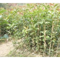 桂林苗 桂花苗出售