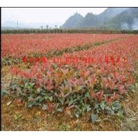 供:紅葉石楠扦插苗和工程苗