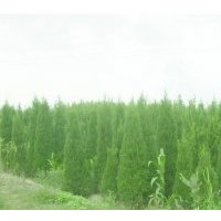 江蘇蘇仁苗木供應(yīng)塔柏苗，塔柏工程苗2米-4米