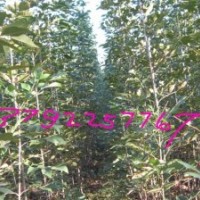 苗木速生國槐、速生白蠟