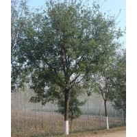 山東濱州供應(yīng)13-25公分白蠟；10-15公分國槐