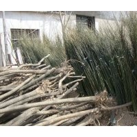 山東建民苗木基地供應(yīng)七公分國(guó)槐八公分國(guó)槐大國(guó)槐二十公分國(guó)槐三