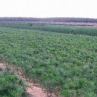 供應(yīng)黑松苗