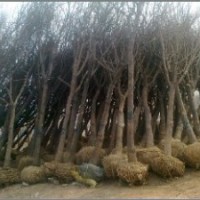 國槐苗木批發(fā) 國槐價格