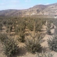 供應(yīng)白皮松 油松 華山松 國(guó)槐 刺槐 側(cè)柏 紫穂槐 杜仲