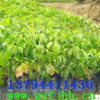 藍(lán)花楹苗 沉香苗 綠寶苗/海南菜豆苗 秋楓苗 幌傘楓苗 海南紅豆