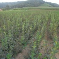 大量出售東北連翹