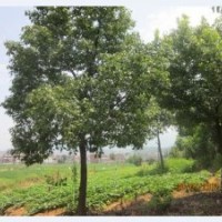 長期直供精品香樟樹