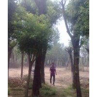 國(guó)槐網(wǎng)，專業(yè)種植國(guó)槐/國(guó)槐圖