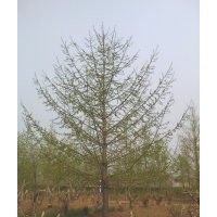 北京銀杏樹銷售 精品銀杏樹銷售