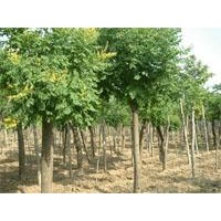 供應(yīng)欒樹(shù)