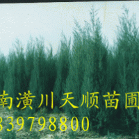 河南檜柏,檜柏,河南檜柏價格，檜柏基地，蜀檜，蜀檜價