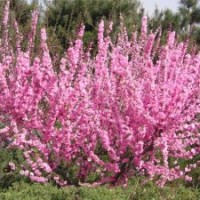 供應(yīng)紫荊，榆葉梅，高桿女貞，膠東衛(wèi)矛