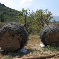 廣西銀杏供應(yīng)30~100公分銀杏樹 截枝 截桿 骨架 桂花 香樟