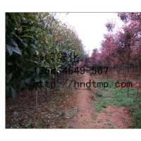 供應(yīng)紅葉石楠樹(shù)獨(dú)桿樹(shù)！