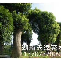 湖南香樟專賣！質(zhì)量....|實(shí)事求事|移栽香樟
