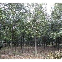 銷(xiāo)售單性木蘭|價(jià)格公道|保證質(zhì)量！