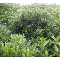 供應(yīng)海桐球 法國(guó)冬青