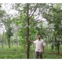 供五角楓、造型五角楓