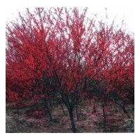 河北紅葉碧桃、綠葉碧桃