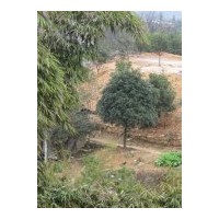 供八月桂、四季桂、香樟、丹桂、天竺桂、鴨腳木、夾竹桃