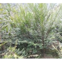 出售當(dāng)年生紅豆杉苗、多年生苗、工程苗等等.另供應(yīng)當(dāng)年生造林