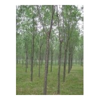 供6以上千頭椿,毛白楊.法桐 中林46等速生楊